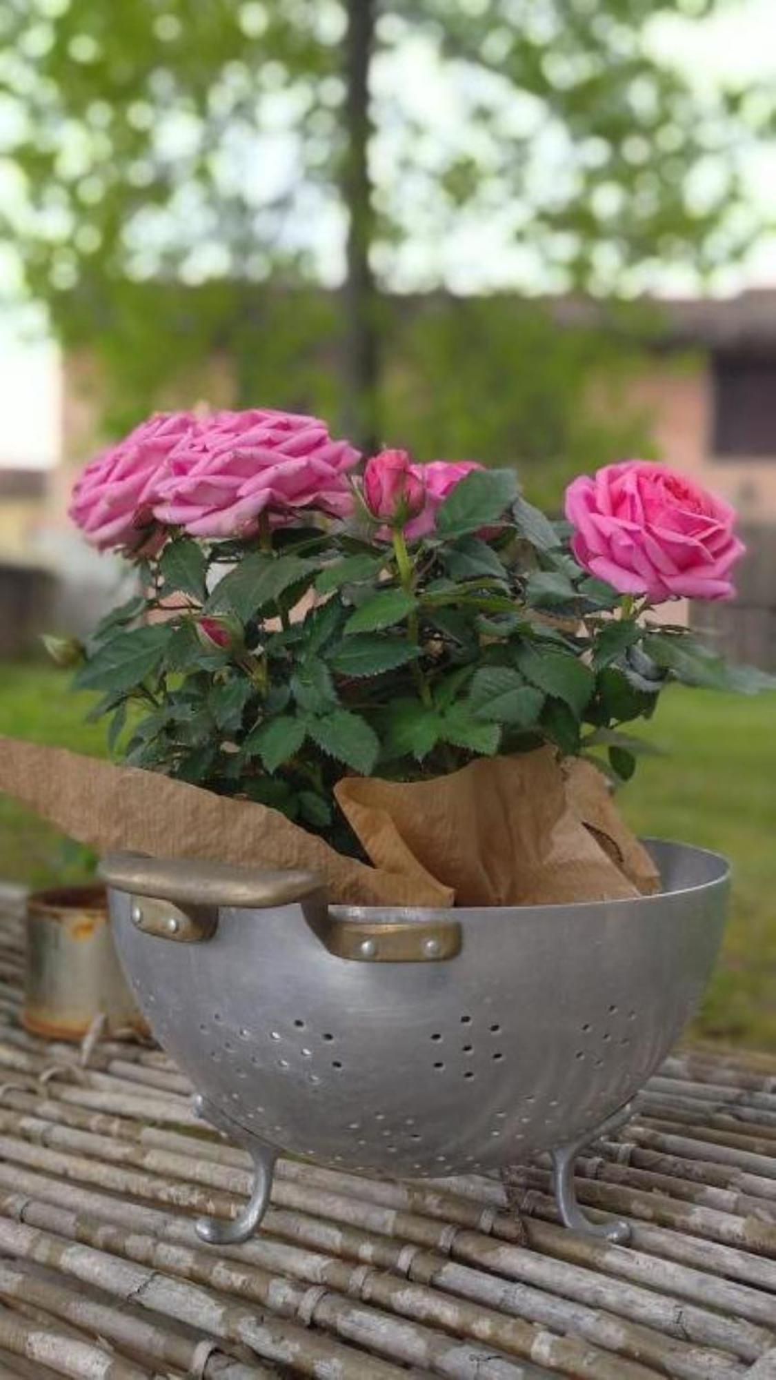 Caneva B&B Ernestine Family Home מראה חיצוני תמונה